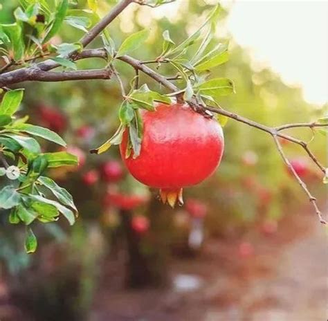 Full Sun Exposure Red Tissue culture Super Bhagwa Pomegranate Plant, For Fruits, Rs 40 /plant ...