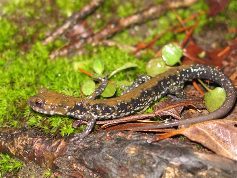 Living Alongside Wildlife: Song of the Siren -- The Story Behind How We Found and Described a ...