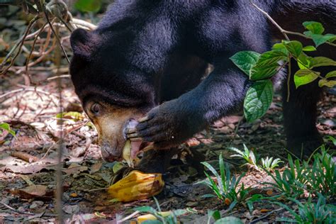 Conservationists look to defy gloomy outlook for Borneo’s sun bears