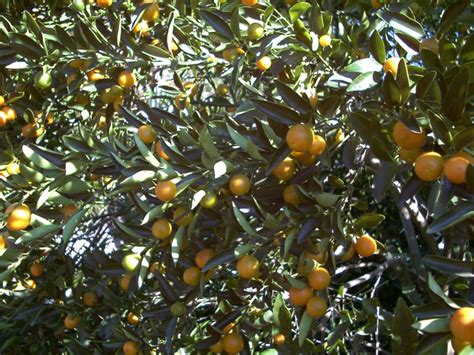 Meiwa Kumquat Tree • Just Fruits and Exotics