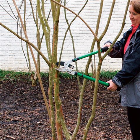 How to Prune Crape Myrtles