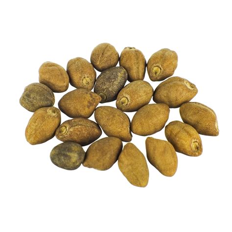 Ololiuqui 100 seeds Rivea Corymbosa Turbina corymbosa Seeds Asklepios ...