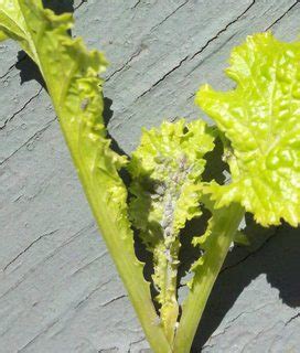 identification - What is this bluish-grey bug on my lettuce, and how do I treat it? - Gardening ...