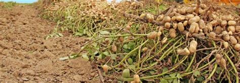 12 Tips on How to Start a Groundnut Farming Business Successfully