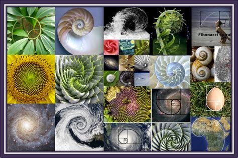 Golden Ratio In Nature Examples