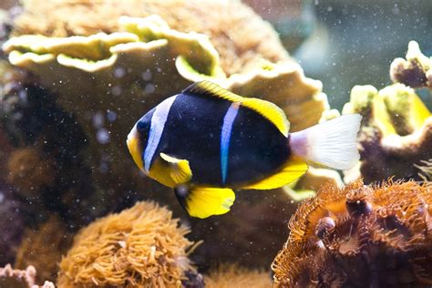 8 Popular Types of Clownfish (Clownfish Species Guide)