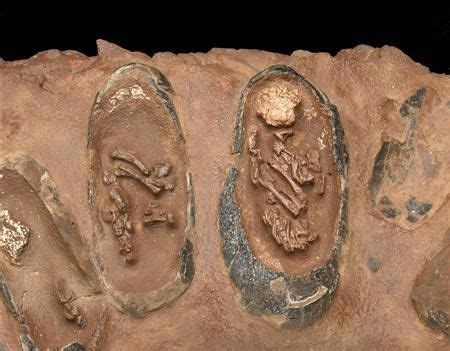 Rare dinosaur nest with eggs, embryos goes on sale | Dinosaur fossils ...