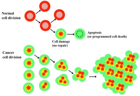 Schematic Of Normal Cell Vs Cancer Cell Division This Figure Was | My ...