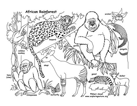 Rainforest (African) Coloring Page