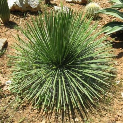 Twin Flower Agave - Agave Geminiflora 250mm