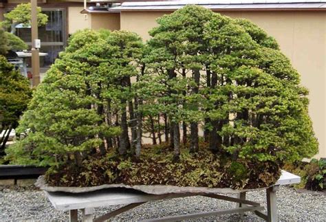 A most impressive forest planting of over 30 trees... Bonsai Forest ...