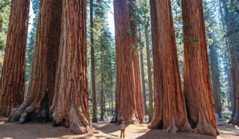 Redwood tree: Facts, benefits, how to grow and care tips