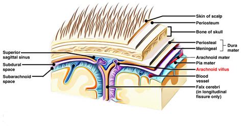 Arachnoid Villi and Arachnoid Granulations – Earth's Lab