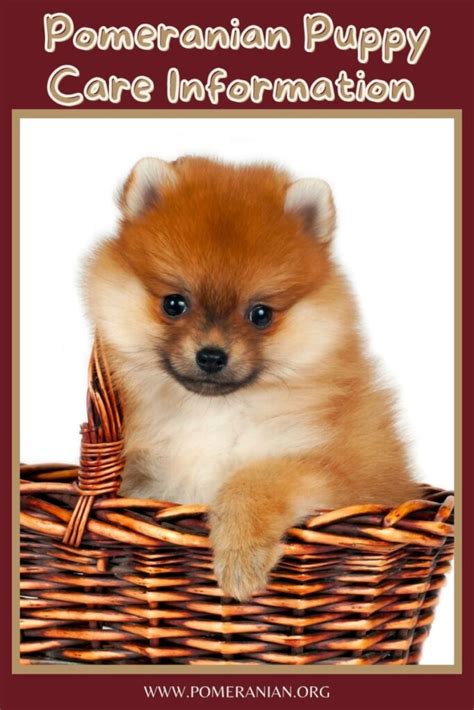 Pomeranian Puppy Care Guide