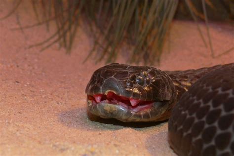 10-million-year-old tiger snake venom is so deadly it can't evolve to be any better