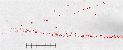 Ch#4- Crime Scene Reconstruction: Bloodstain Pattern Analysis Flashcards | Quizlet