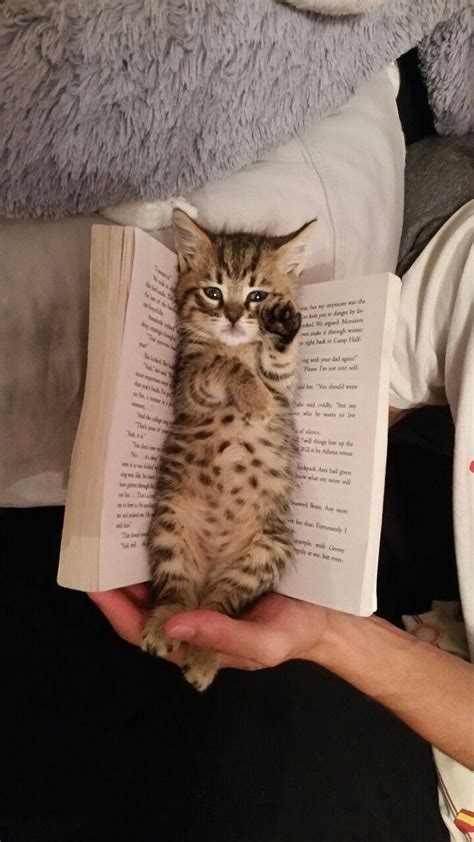 Book cat : r/cats