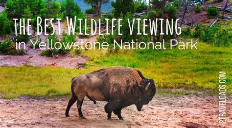 Experiencing the Best Wildlife Viewing in Yellowstone National Park