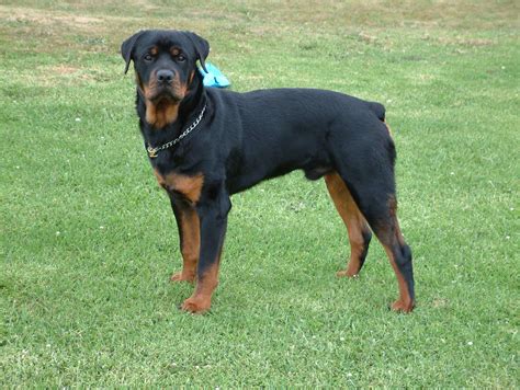 Rottweiler Dog Breed » Information, Pictures, & More