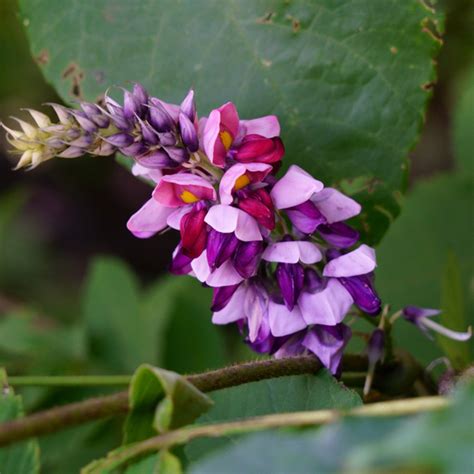 Kudzu Vine Flower