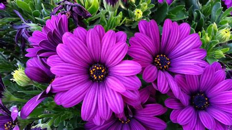 Osteospermum Deep Purple Dwarf - African Daisy HD 02 - YouTube