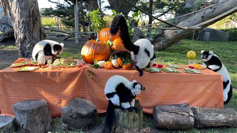 SF Zoo Treated Its Animals to a Thanksgiving Feast