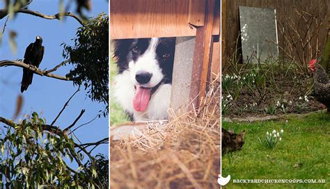 The Ultimate Guide to Chicken Coop Predator Prevention