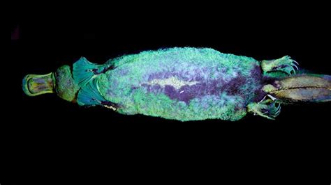 Platypus fur glows green under UV light, scientists discover | Science, Climate & Tech News ...