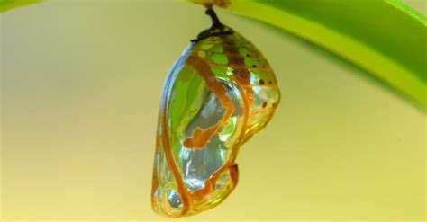 Chrysalis - A-Z Animals