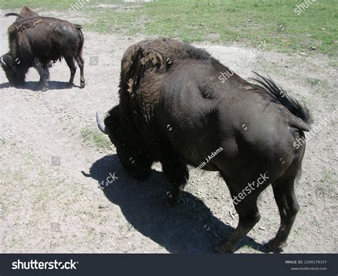 100 Buffalo Bison Hybrid Images, Stock Photos & Vectors | Shutterstock