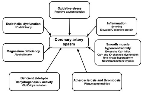 Biomedicines | Free Full-Text | Cellular Mechanisms of Coronary Artery ...