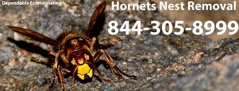 Hornets Nest Removal | How To Get Rid Of Hornets | Hornets