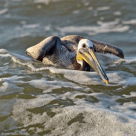 Birds in Galveston Island | Scenes from around town To book … | Flickr