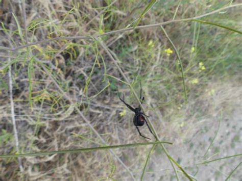 Black Widow Leaves Her Nest – Okanagan Okanogan