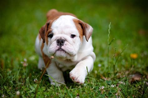 English Bulldog Wallpapers - Wallpaper Cave