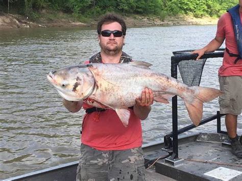 Bighead Carp (Hypophthalmichthys nobilis) | Oklahoma Department of ...