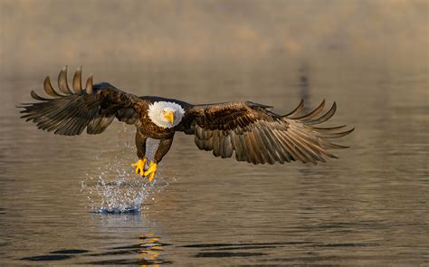 Eagles — Robert OToole Photography