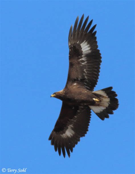 Golden Eagle - Aquila chrysaetos - Photograph - Picture