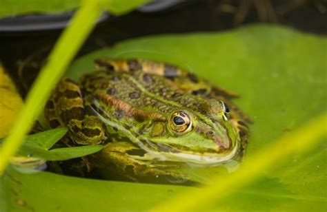 Free Images : nature, wildlife, green, amphibian, fauna, tree frog, close up, vertebrate ...