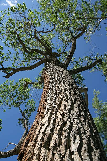 Best Cottonwood Tree Bark Stock Photos, Pictures & Royalty-Free Images - iStock