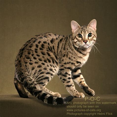 Animal Facts: Bengal Cats