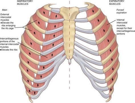 external intercostals - Google Search | Muscle, Respiratory system ...