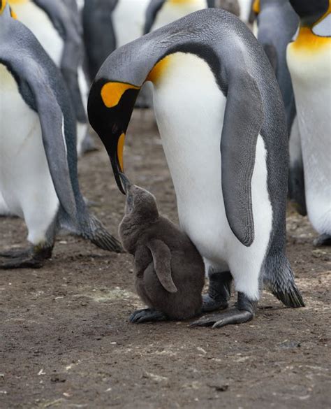 Emperor penguin feeding adorable chick in colony · Free Stock Photo