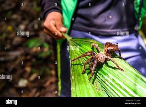 Goliath Bird Eating Spider Eyes