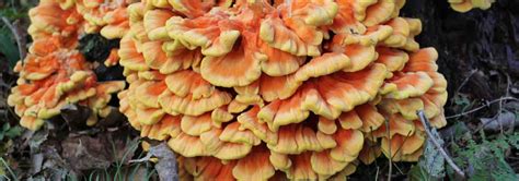 Laetiporus: Mushroom That Tastes like Chicken