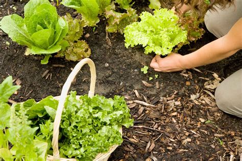 How To Plant Lettuce Seeds | Storables