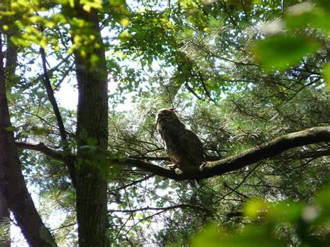 great horned owl, eating a snake | Flickr - Photo Sharing!