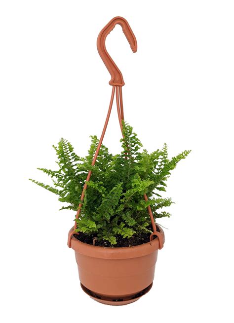 Fluffy Ruffles Fern - Nephrolepis exaltata - 4" Mini Hanging Basket ...