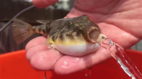 Blowfish Pufferfish releasing water! Cutehttps://http://www.youtube.com/attribution_link?a ...