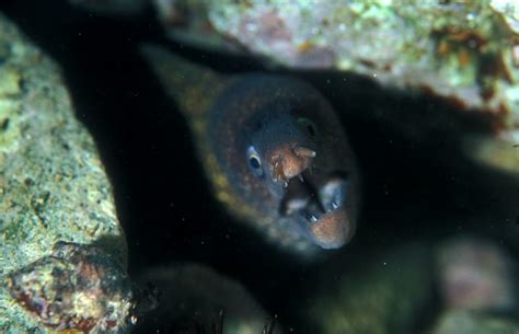 Marbled moray - Muraena helena - Linnaeus, 1758